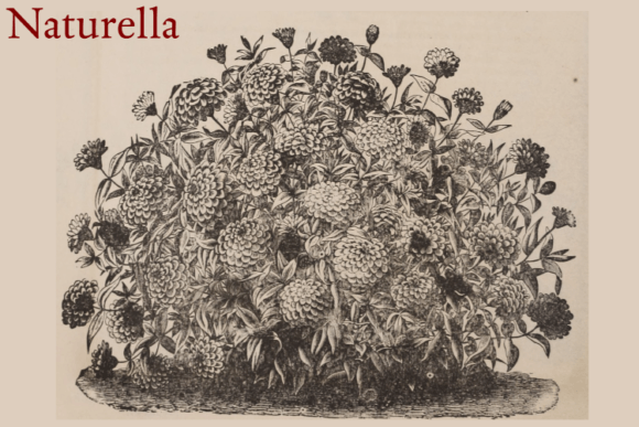 Download Naturella BOTANIC CORNUCOPIA PLUS BONUS - Botanic Collection